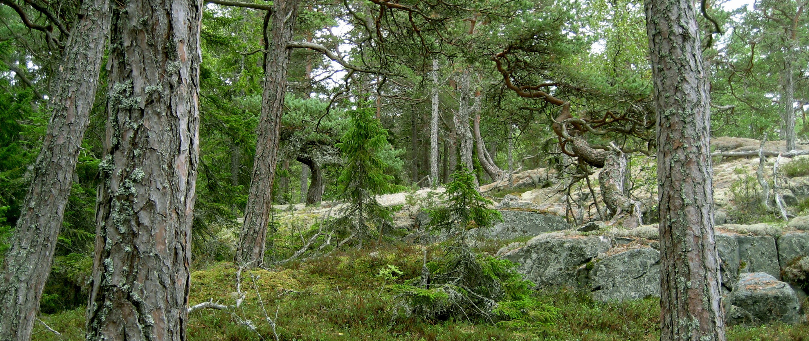 En hemsida om Göksnåres historia och utveckling genom tiden - Ta del av berättelser och bilder från 1000-talet framåt